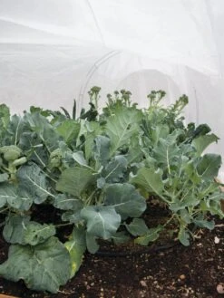 All-Purpose Garden Fabric -Garden Care Sale 32646 7940 tif