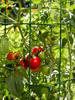 Tomato Cages, Set Of 4 10 Tomato Cages, Set Of 4 -Garden Care Sale 34182 588 tif