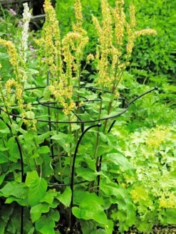 Essex Plant Supports 11 Essex Plant Supports -Garden Care Sale 37423 200 tif