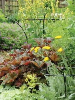 Essex Plant Supports 9 Essex Plant Supports -Garden Care Sale 37423 280 tif