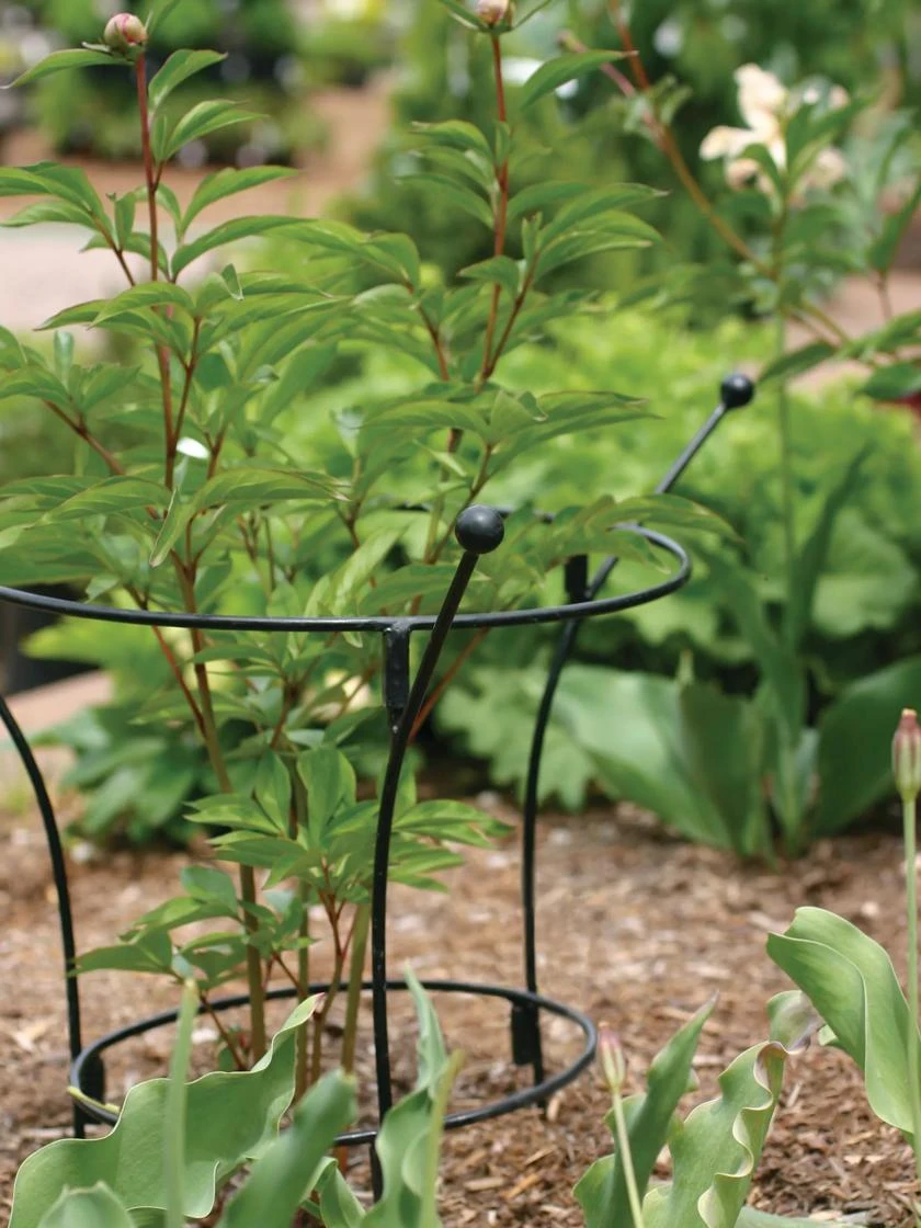 Essex Plant Supports 2 Essex Plant Supports - Image 2