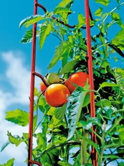 Tomato Ladders, Set Of 3 -Garden Care Sale 38185 003E tif