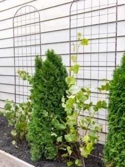 Jardin Flower Trellis -Garden Care Sale 38689 6002 tif