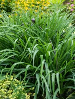 Jardin Bird Cage Support, 26" -Garden Care Sale 39 521 0073 tif