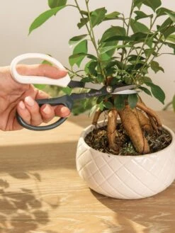 Japanese Pruning Scisssors -Garden Care Sale 3 4 crop 8612968 0087