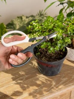 Japanese Pruning Scisssors -Garden Care Sale 3 4 crop 8612968 0092