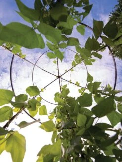 Jardin Tower -Garden Care Sale 3 4 crop 8612997 0033