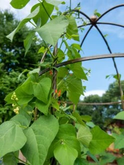 Jardin Tower -Garden Care Sale 3 4 crop 8612997 0058