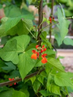 Jardin Tower -Garden Care Sale 3 4 crop 8612997 0059