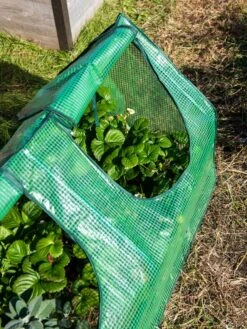 Multi Cloche -Garden Care Sale 3 4 crop 8613213 0240