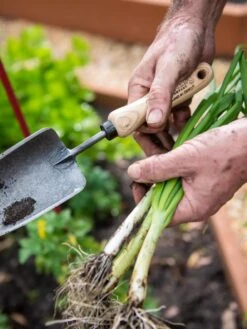 Gardener's Lifetime Trowel -Garden Care Sale 8586972 3286 tif