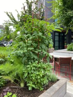 Tomato Towers, Set Of 2 -Garden Care Sale 8587041 01IN tif