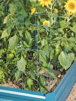 Pepper And Eggplant Cages, Set Of 3 -Garden Care Sale 8587048 9792 tif