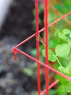 Tall Expandable Pea Trellis -Garden Care Sale 8587061 010 tif