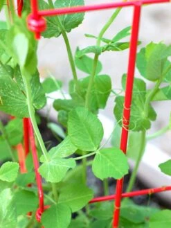 Tall Expandable Pea Trellis -Garden Care Sale 8587061 101 tif 1