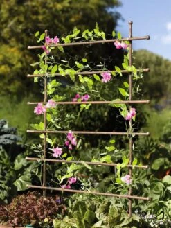Jardin Ladder Trellis -Garden Care Sale 8587107 083 tif