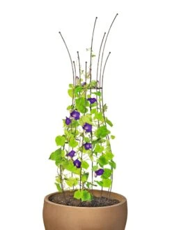 Jardin Pot Trellis -Garden Care Sale 8587120 1006 tif