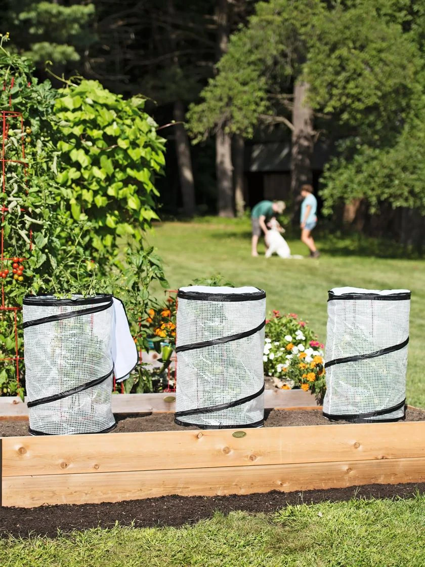 Pop-Up Tomato Accelerator 5 Pop-Up Tomato Accelerator - Image 5