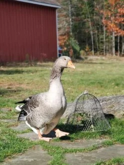 Chicken Wire Cloche -Garden Care Sale 8590210 01IN tif