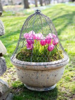 Chicken Wire Cloche -Garden Care Sale 8590210 021 tif
