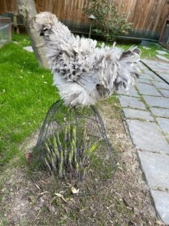 Chicken Wire Cloche -Garden Care Sale 8590210 02CUST tif