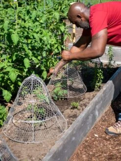 Chicken Wire Cloche With Extension -Garden Care Sale 8590210 0442 tif