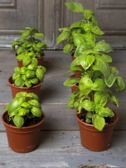 Organic Self-Watering Potting Mix, 20 Qts. -Garden Care Sale 8592212 3979 001E tif 2