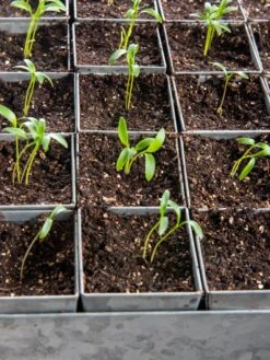 Seed Starting Mix, 9 Qts. -Garden Care Sale 8592212 6177