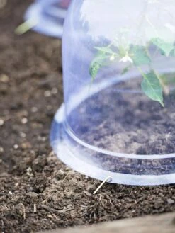 Medium Garden Cloches, Set Of 6 -Garden Care Sale 8593985 9441 tif