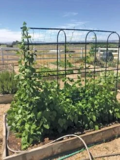 Titan Pea Tunnel -Garden Care Sale 8596275 01CUST tif