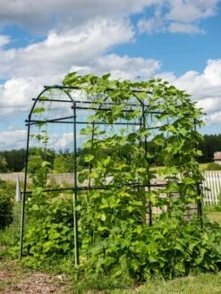 Titan Squash Tunnel -Garden Care Sale 8596276 0133 tif