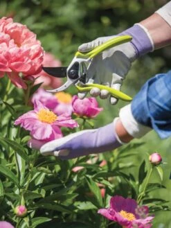 Gardener's Pro Pruner #2 -Garden Care Sale 8596605 1261 tif