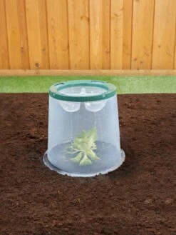 Sunny Forcing Cloches, Set Of 3 -Garden Care Sale 8600075 02V tif