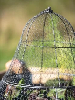 Chicken Wire Cloche With Extension -Garden Care Sale 8600116 0607 tif
