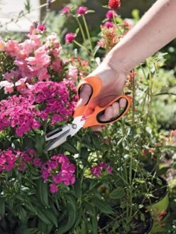 Gardener's Multi Purpose Scissors -Garden Care Sale 8608655 19551 tif