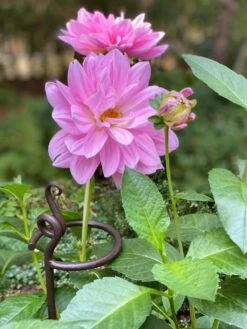 Arden Single Stem Supports, Set Of 2 -Garden Care Sale 8610375 5703 tif