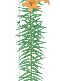 Garden Care Sale -Garden Care Sale 8610388 Peacock8x36 tif