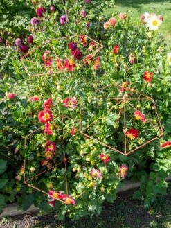 Parasol Plant Supports, Set Of 3 -Garden Care Sale 8611129 050 tif