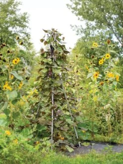 DIY Connector For Teepee Trellis -Garden Care Sale 8611896 062 tif