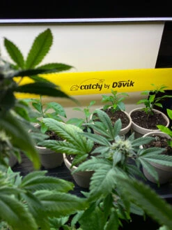 Catchy Natural Greenhouse Pest Protection Sticky Roll, 30’ 7 Catchy Natural Greenhouse Pest Protection Sticky Roll, 30’ -Garden Care Sale 8611979 8004