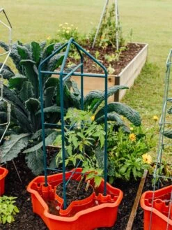 Deluxe Tomato Halos, Set Of 2 -Garden Care Sale 8612045 221 tif