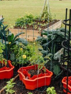 Deluxe Tomato Halos, Set Of 2 -Garden Care Sale 8612045 226 tif