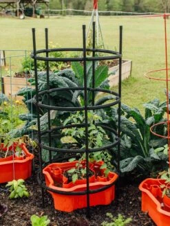 Deluxe Tomato Halos, Set Of 2 -Garden Care Sale 8612045 228 tif