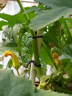 Farmyarn® Multipurpose Garden Tie, 2 Pack -Garden Care Sale 8612948 01v