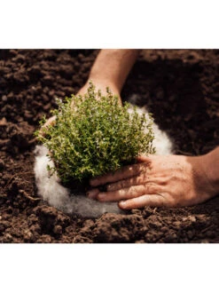 Hortiwool ®, 5 Pad Pack -Garden Care Sale 8613263 06v 1