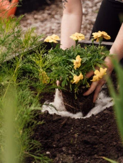 Hortiwool ®, Starter Garden Pad -Garden Care Sale 8613263 12v