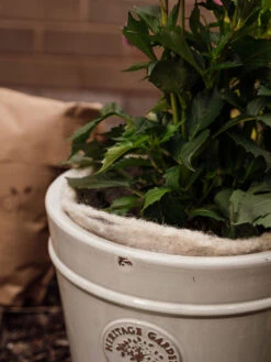 Hortiwool ®, 5 Pad Pack -Garden Care Sale 8613263 17v