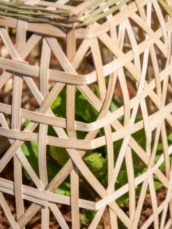 Bamboo Cloche, Set Of 2 -Garden Care Sale 8613351 0153