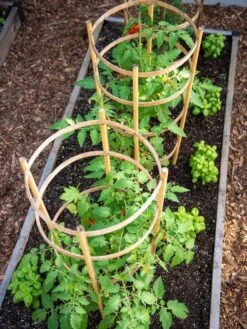 Bamboo Tomato Cages, Set Of 3 -Garden Care Sale 8613426 6916