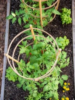 Bamboo Tomato Cages, Set Of 3 -Garden Care Sale 8613426 6921